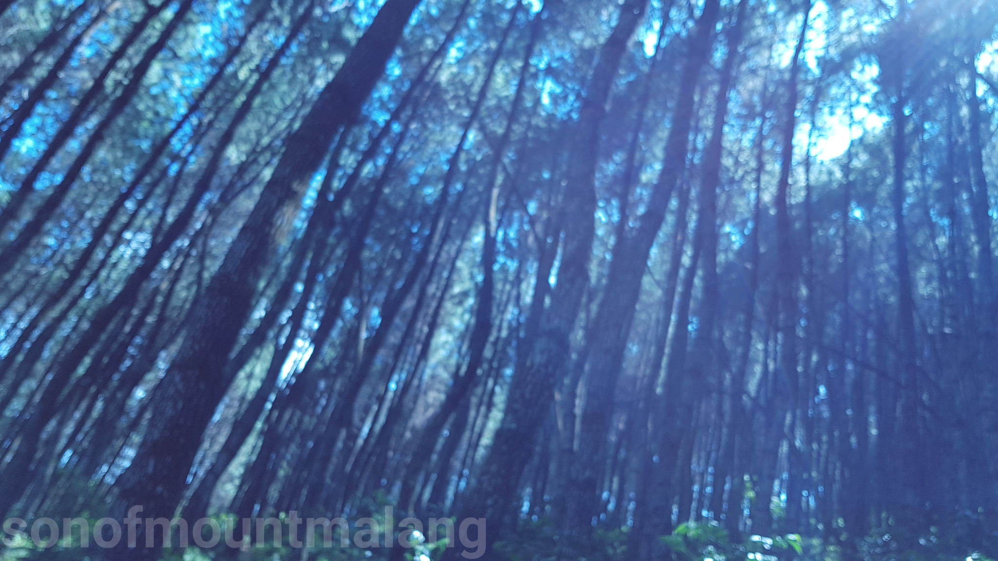 Hutan Pinus Suntenjaya8